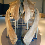 A whale of a skeleton will await visitors to the Canadian Museum of Nature's new water exhibit. Sage Mosurinjohn-English, Centretown News