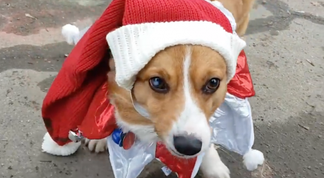 Calling all Corgis
