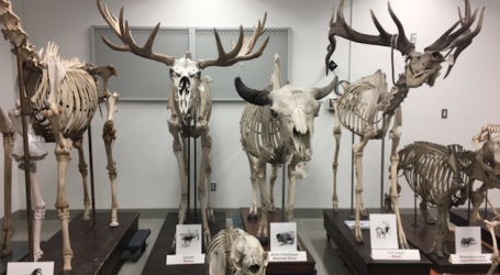 Nature Museum named dozens of new species in 2017