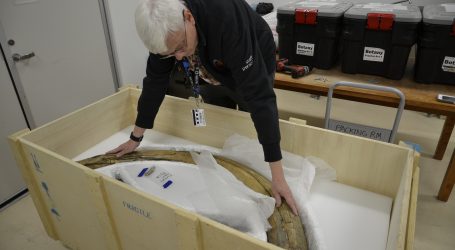 Mammoth tusks return to Canada nearly 60 years after they were illegally taken